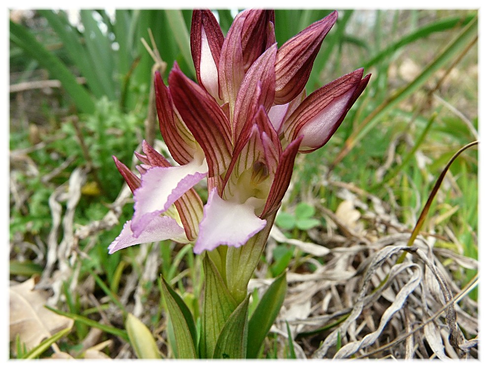 Orchis papilionacea